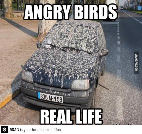 Angry bird