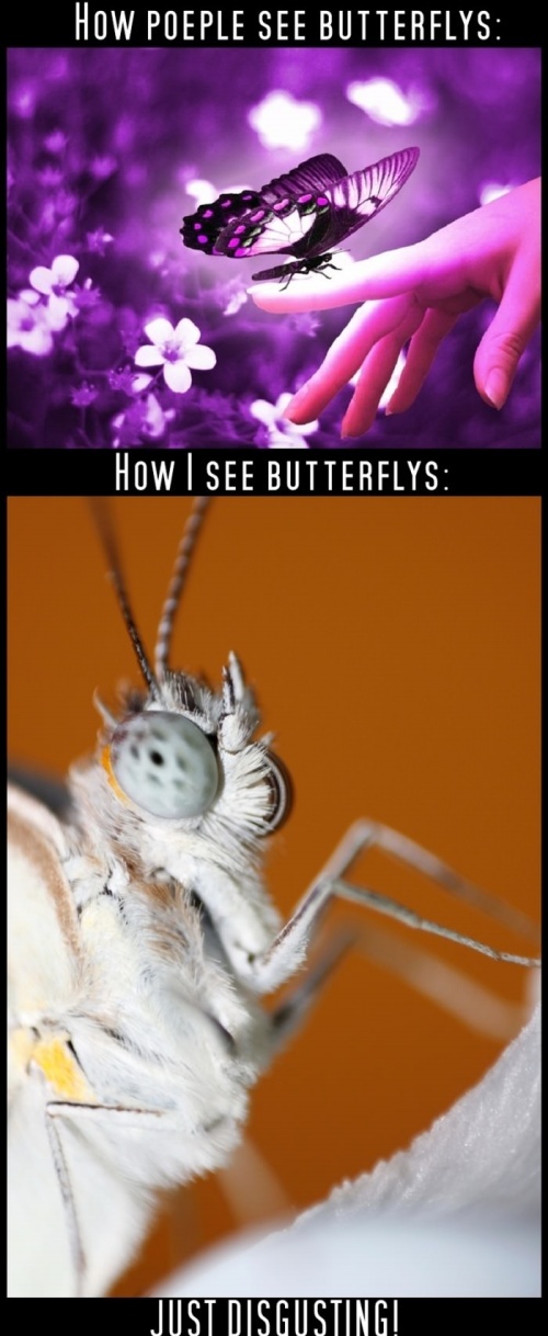 Butterflies