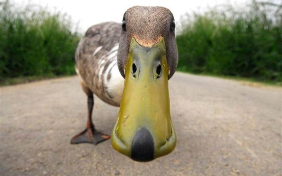 Yeah, what you looking at..!!!