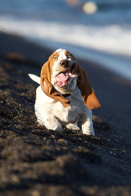 Basset Hound Running