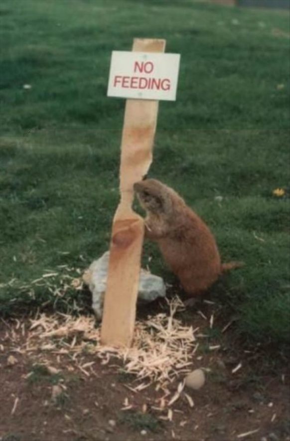No Feeding 