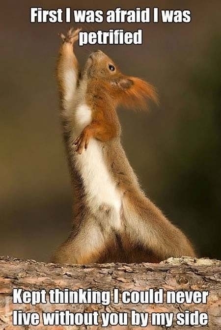 Dramatic Squirrel Is Dramatic