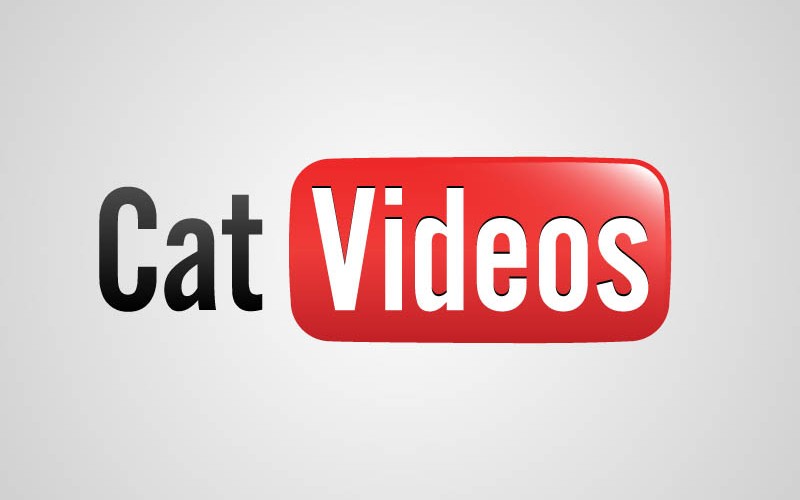 Funny Honest Cat Videos