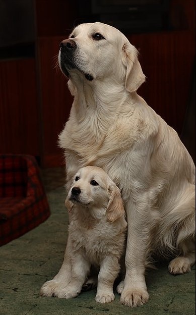 Daddyâ€™s Pride