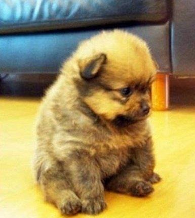 Sad Ewok Puppy!