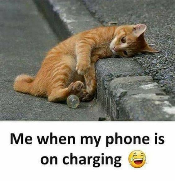 The Most Popular Cat Memes on the Intenet 