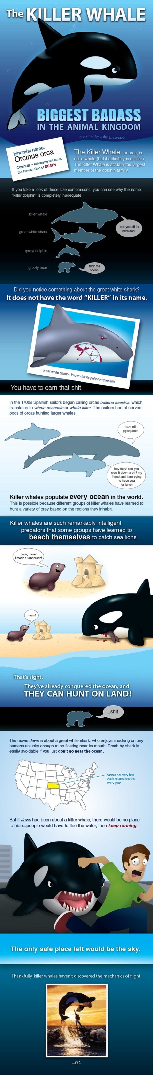 The Killer Whale