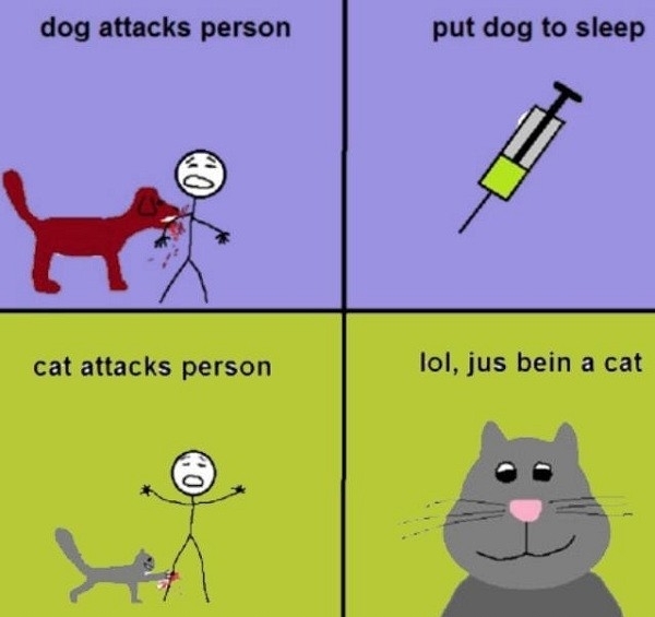 Cats Vs Dogs