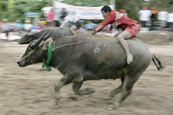 Buffalo Racing Is Just Like Bullriding 