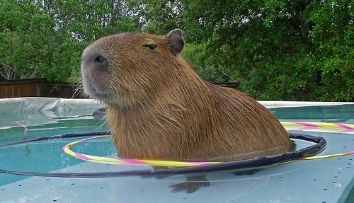 Capybara Enjoing In Swimming Pool