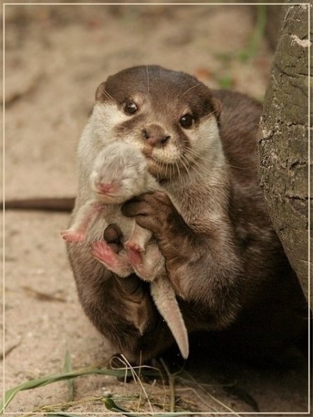 An Otter Showing You Its Baby