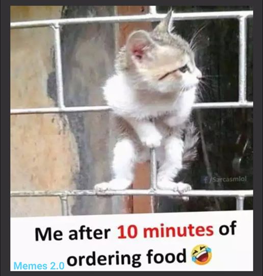 Cat after 10 mints of ordering food