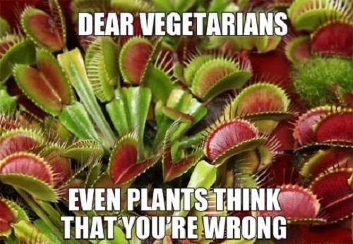 Dear Vegetarians