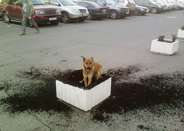 Seriously I Didnt Do It 