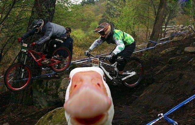 Funniest Animal Photobombs Of All Time