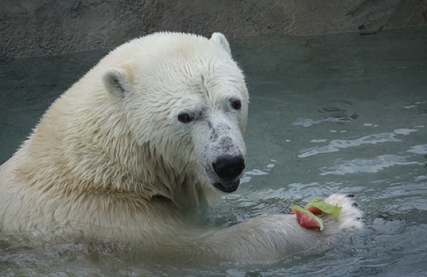 A Polar Bear With A Little Bit Of Watermelon