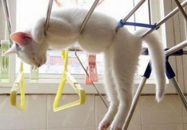 Cat On Hanger Its Sleeping Time