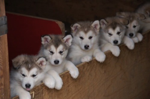 We Are Better Than Kittens