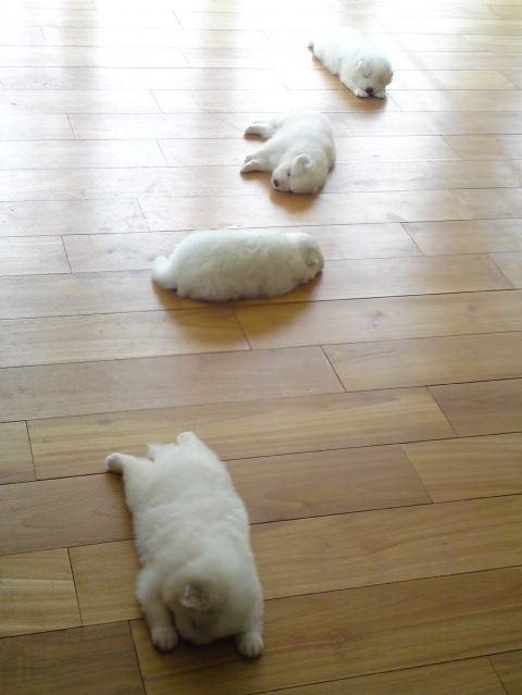 Trail Of Puppies