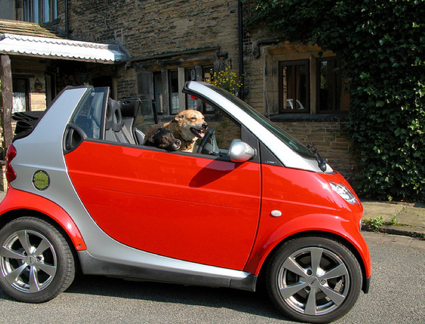 Dog Driving A Smart Car Convertible