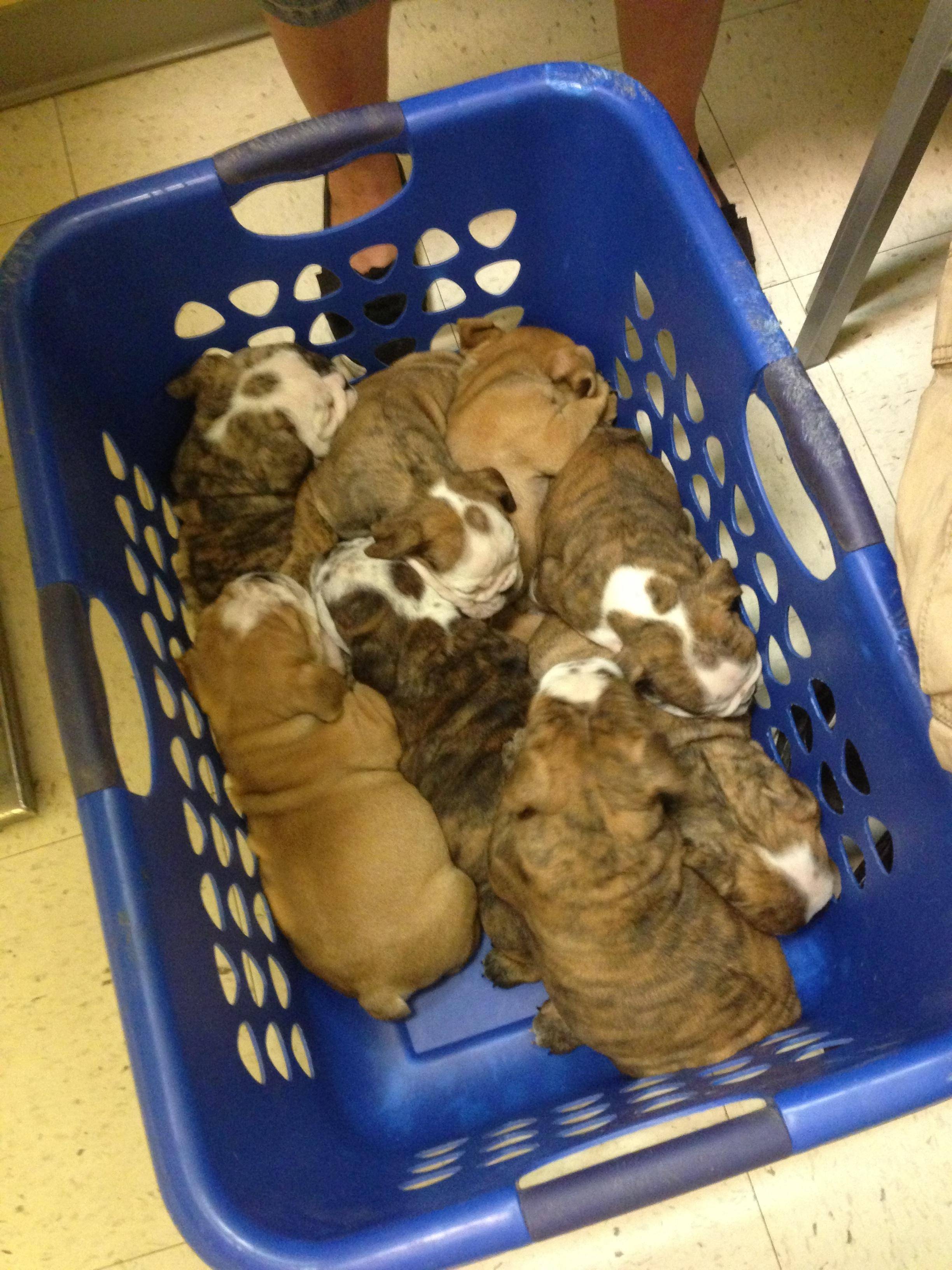 A Buket Of Puppies 