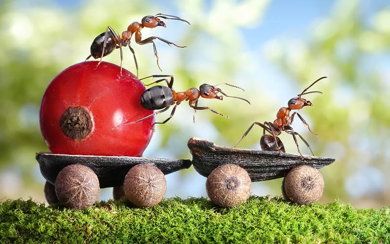 Real Ants In Fantasy
