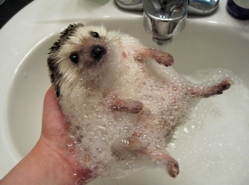 Hedgehog Taking A Bath