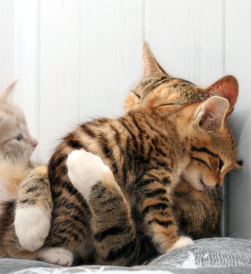 Mommy\'s Shoulder Is The Right Place For Your Tears