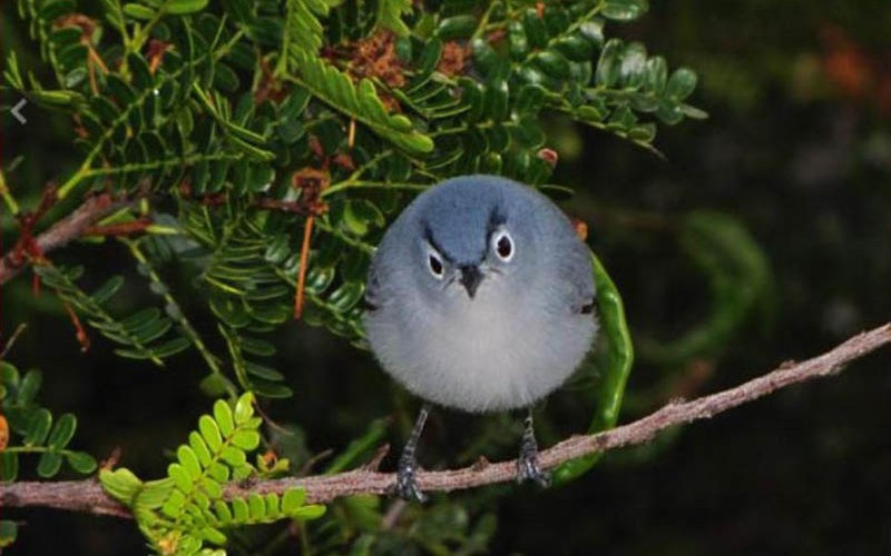 Real Life Angry Bird