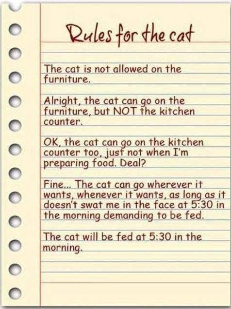 Rules For The Cat