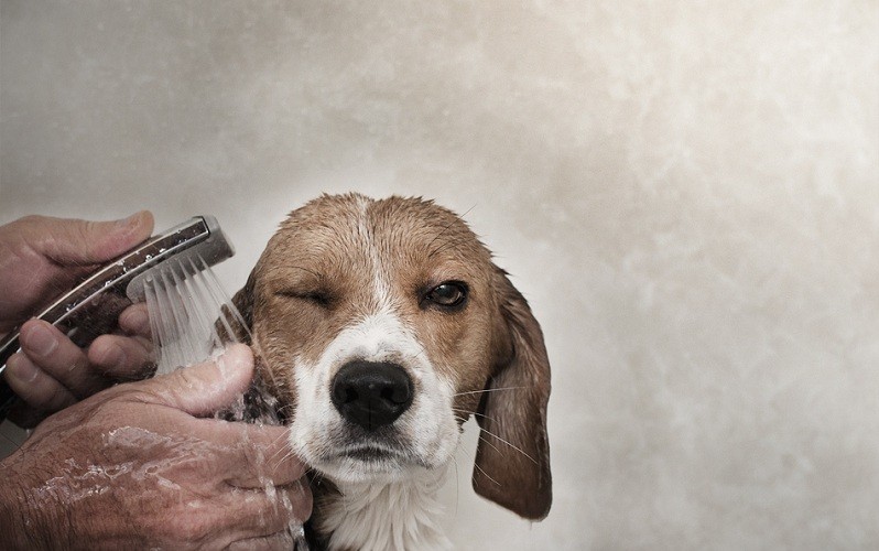 I Got You Dog Winking