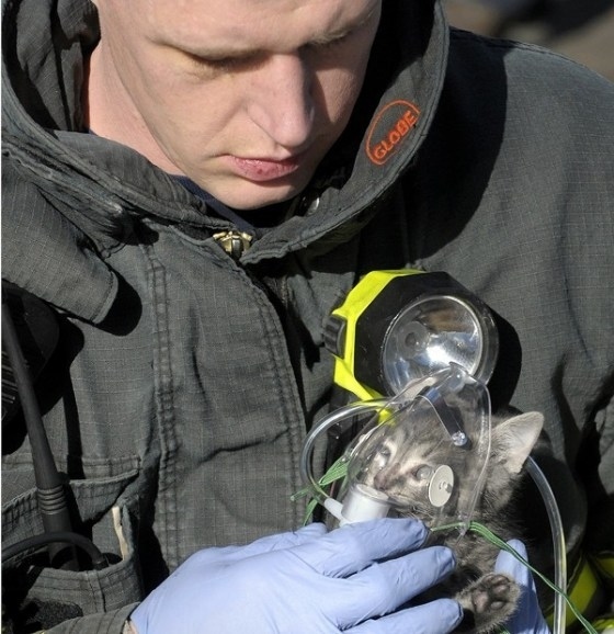 A Firefighter Giving A Kitten Oxygen
