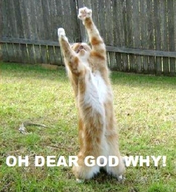 Oh Dear God Why
