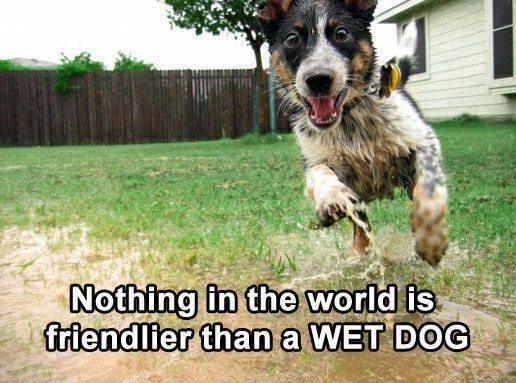 Dog Owners Will Know