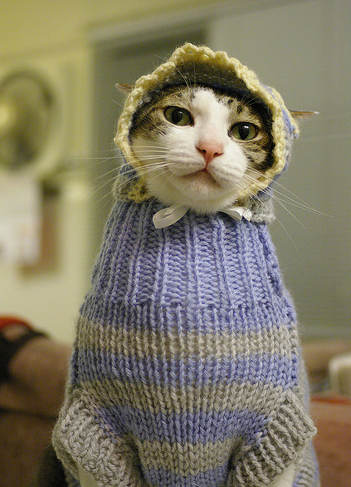 Cat Wearing A Sweater