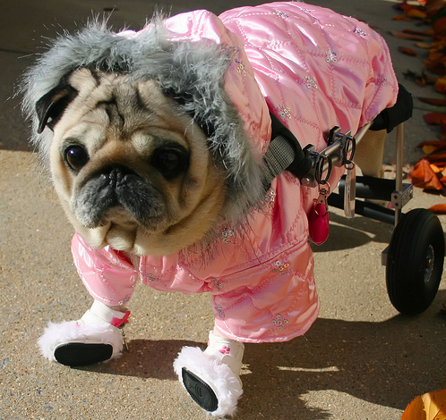 Fashionista Roller Pug