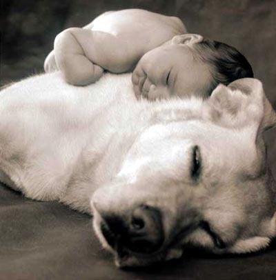 Dog and Baby Sleeping