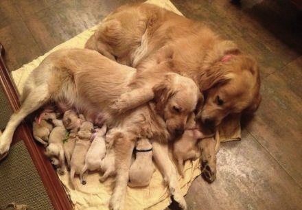 Puppies With Their Mom And Daddy