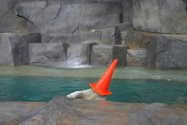 Cone Stuck On Bear Head