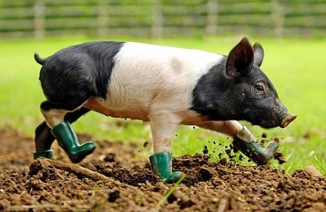 Pig  With Green Boots