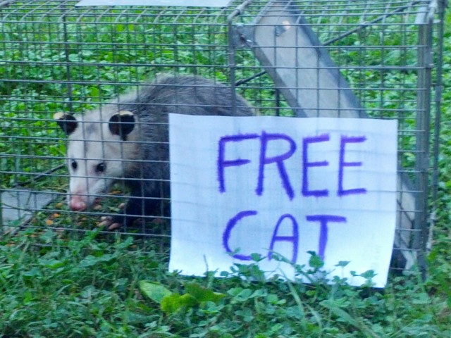 Free Cat