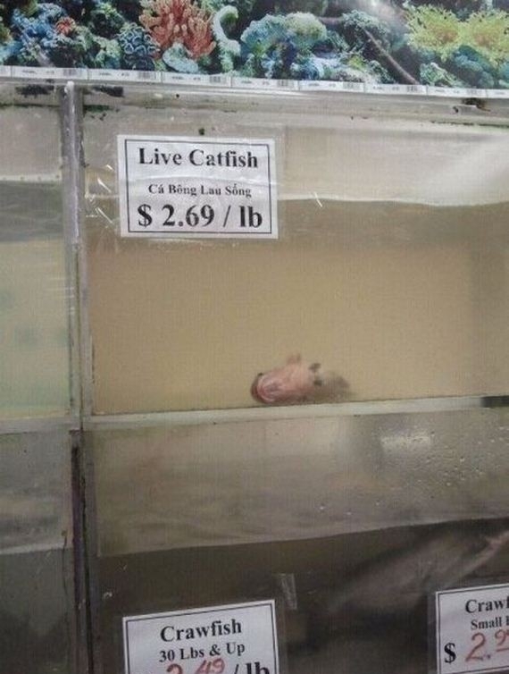 OK Maybe Not So Live