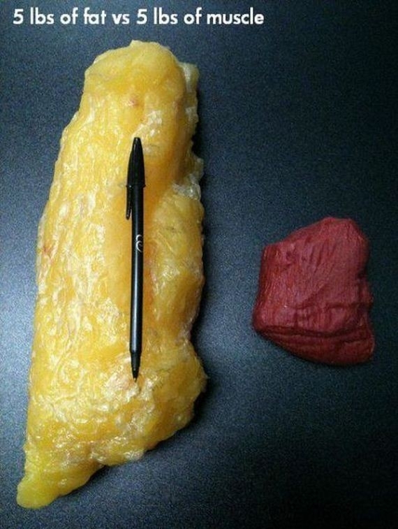 5Ibs Of Fat Vs 5Ibs Of Muscle