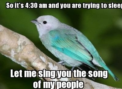 Every Freaking Morning Birds